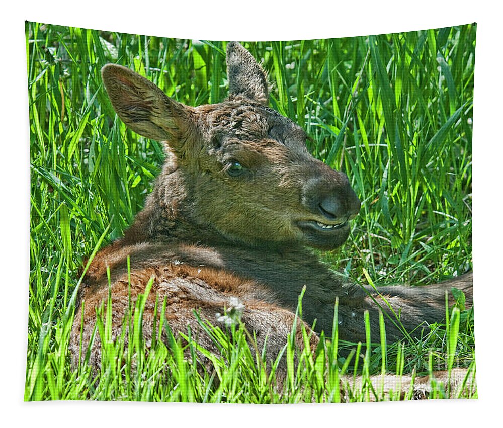Moose Baby Tapestry featuring the photograph Baby Moose by Gary Beeler
