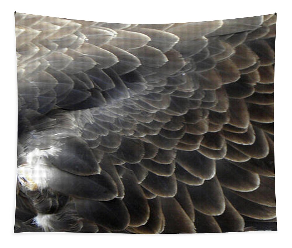 Bald Eagle Wing Tapestry featuring the photograph Bald Eagle Wing by Kim Galluzzo