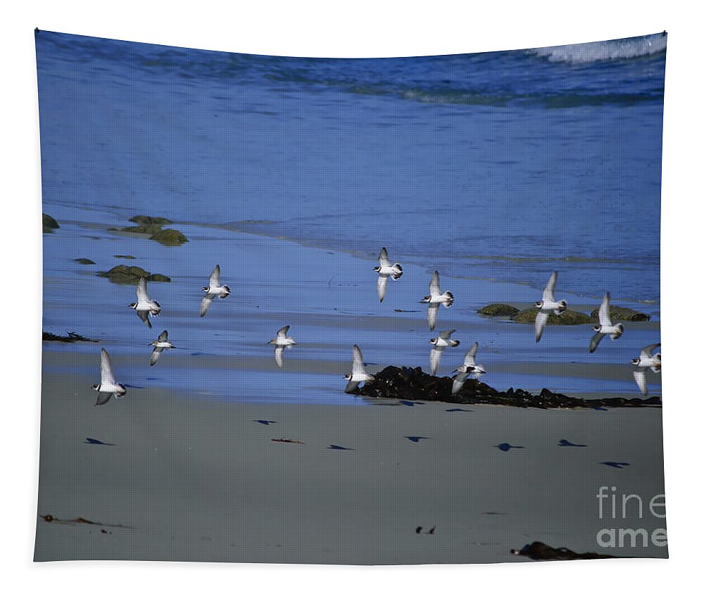Bird Tapestry featuring the photograph Band Of Seagulls by Diego Re