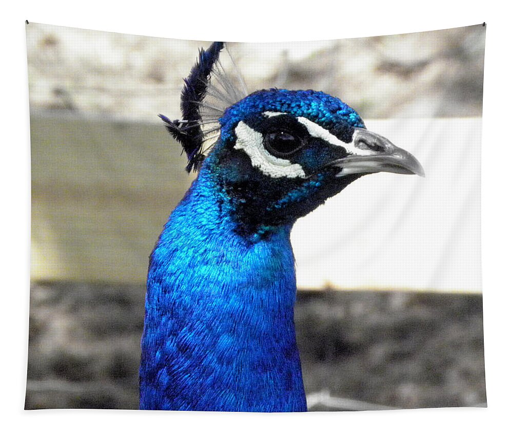 Peacock Tapestry featuring the photograph Beautiful blues by Kim Galluzzo Wozniak