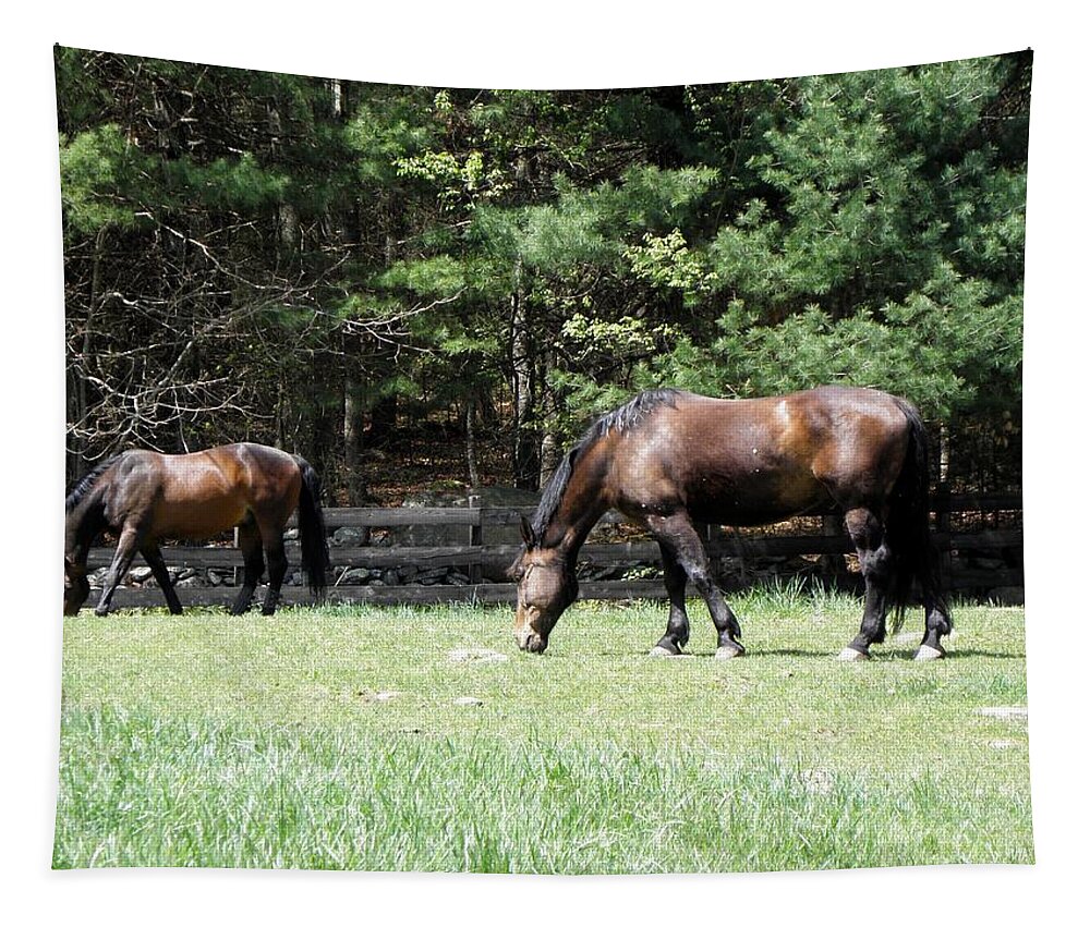 Horse Photography Tapestry featuring the photograph Beautiful Geldings Grazing by Kim Galluzzo Wozniak