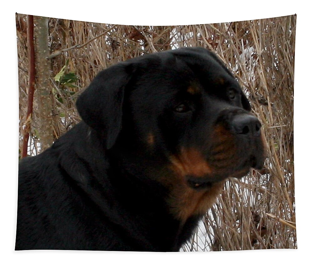 Rottweiler Tapestry featuring the photograph Bella by Karen Harrison Brown