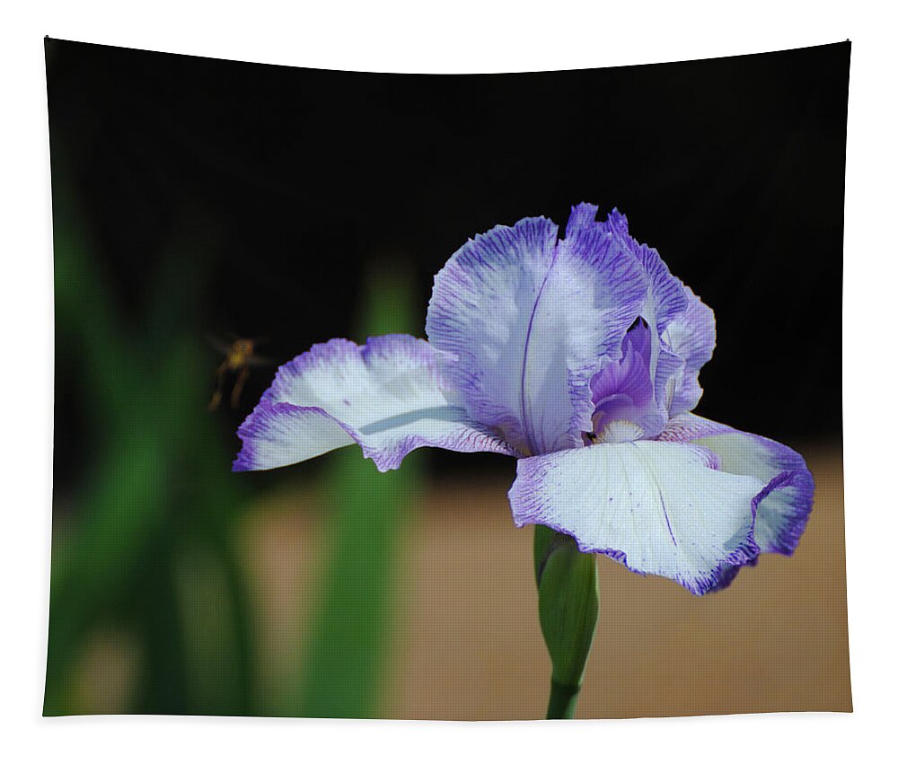 Flower Tapestry featuring the photograph Beverly's Iris III by Jai Johnson
