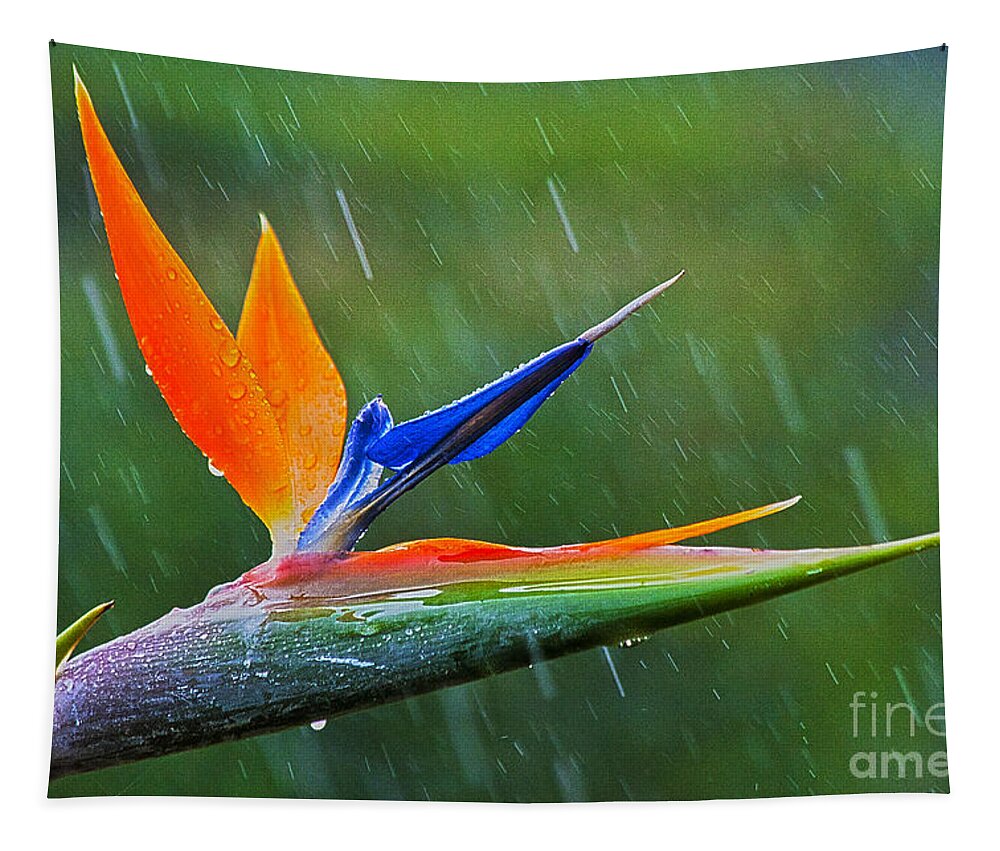 Strelitzia Tapestry featuring the photograph Bird-of-Paradise in Rain by Heiko Koehrer-Wagner