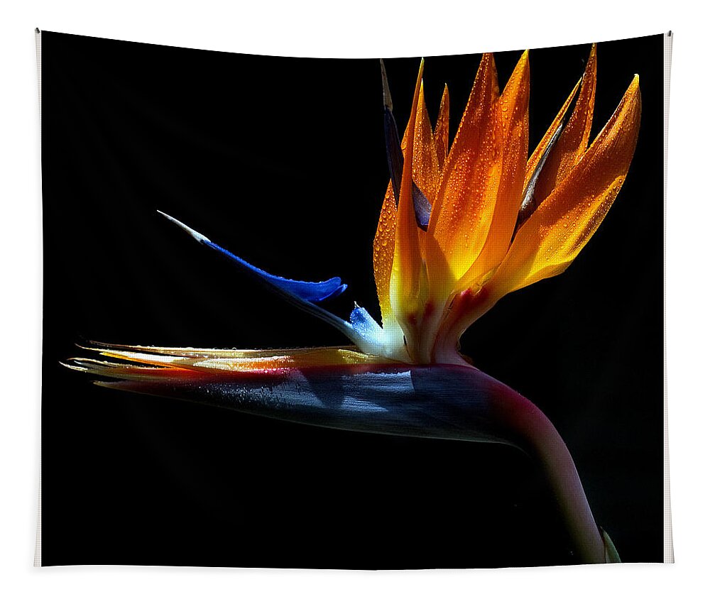 Bird Tapestry featuring the photograph Bird of Paradise Two Days Later by Farol Tomson