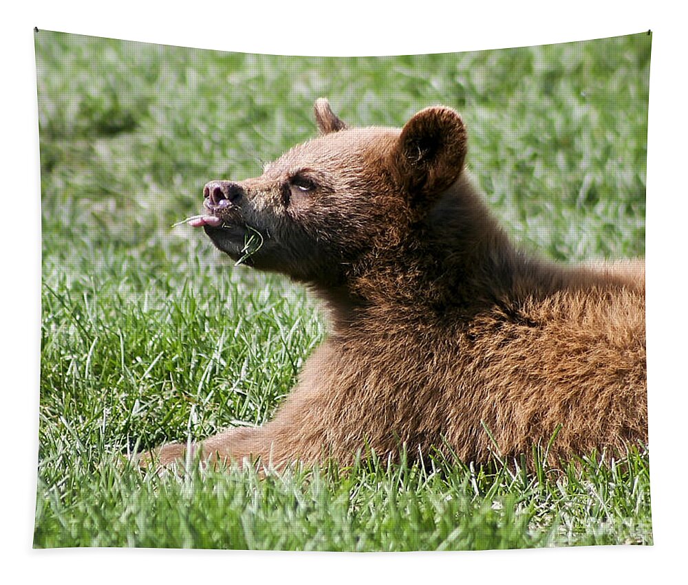 Animal. Wildlife Tapestry featuring the photograph Black Bear Cub I by Teresa Zieba