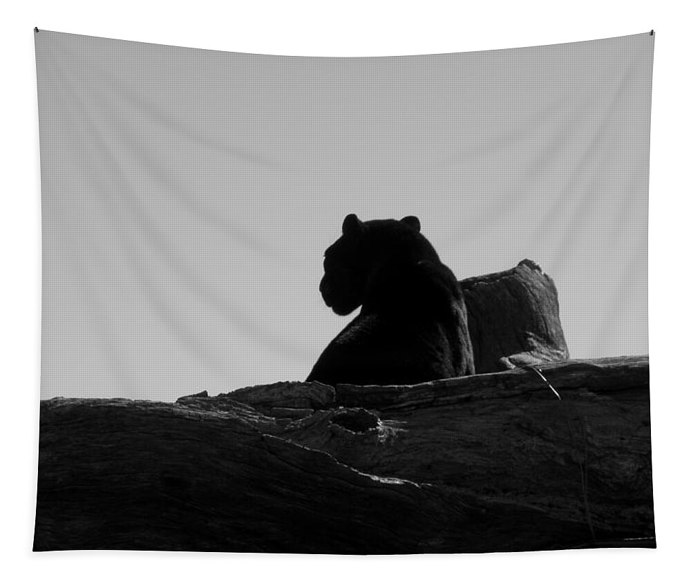 Black Tapestry featuring the photograph Black Jaguar by Kim Galluzzo Wozniak