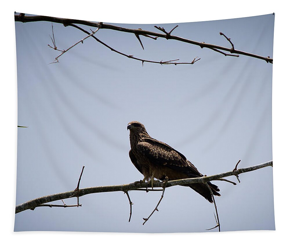 Black Kite Tapestry featuring the photograph Black Kite by SAURAVphoto Online Store