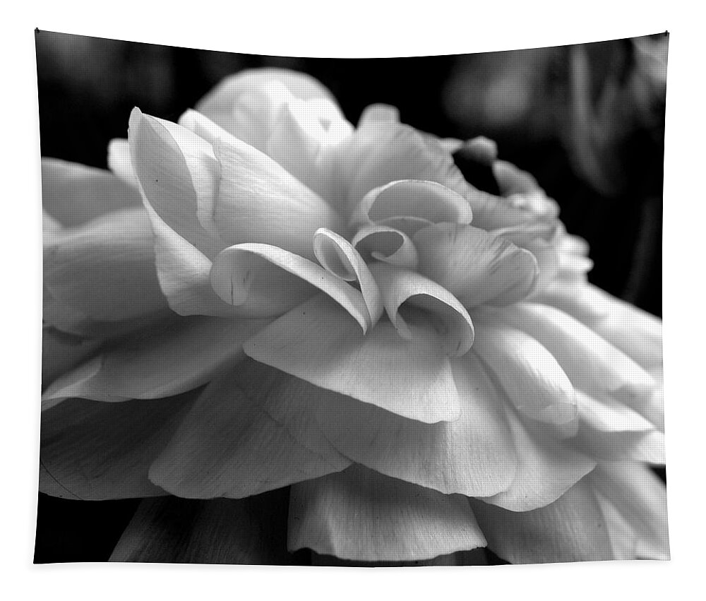 Ranunculus Tapestry featuring the photograph Black N White Beauty by Kim Galluzzo Wozniak