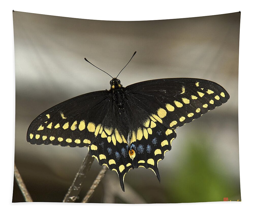 Insect Tapestry featuring the photograph Black Swallowtail DIN103 by Gerry Gantt