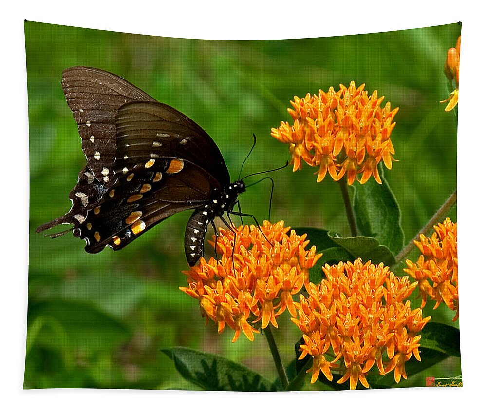 Insect Tapestry featuring the photograph Black Swallowtail Visiting Butterfly Weed DIN012 by Gerry Gantt