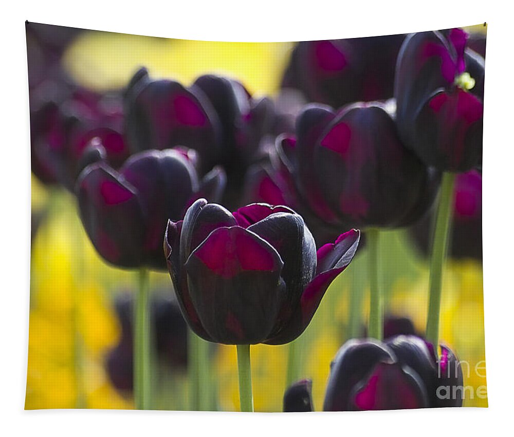 Tulip Tapestry featuring the photograph Black Tulips in Yellow by Heiko Koehrer-Wagner