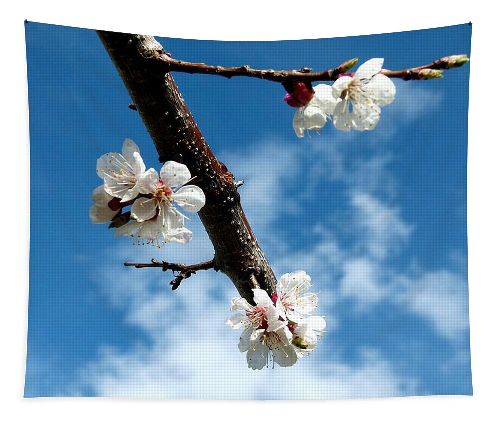 Blossoms Tapestry featuring the photograph Blossoming Apricot by Will Borden