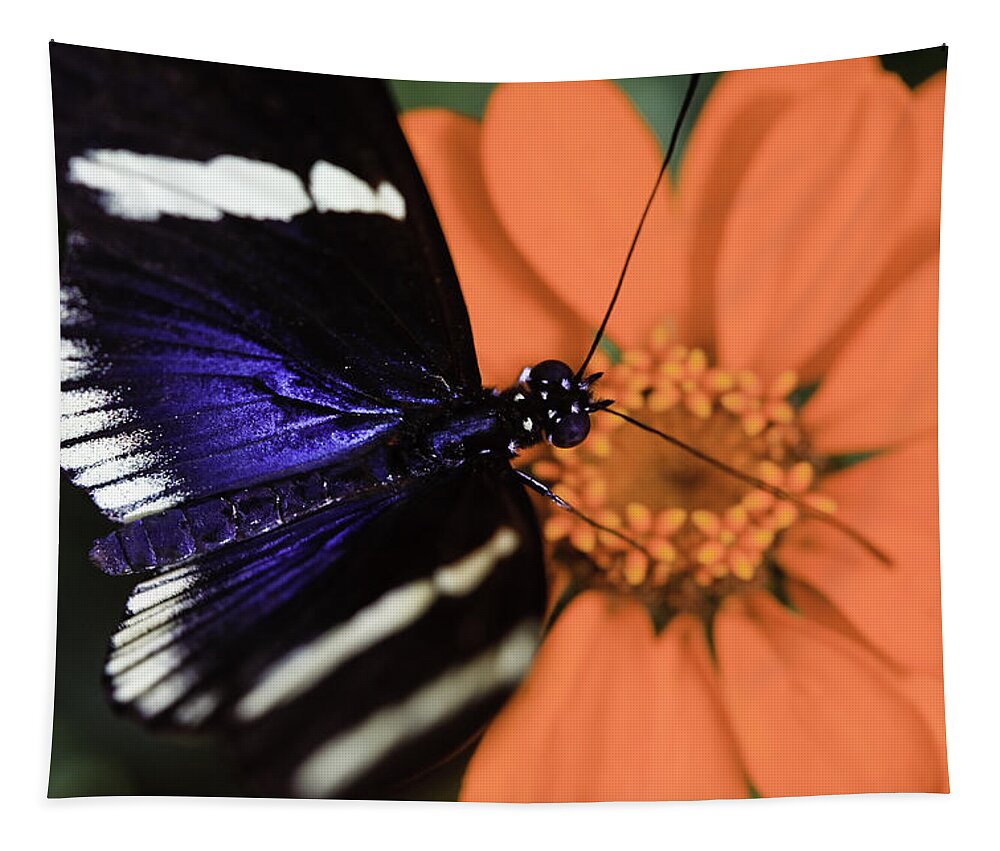 Blue And White Longwing Tapestry featuring the photograph Blue and White Longwing by Perla Copernik
