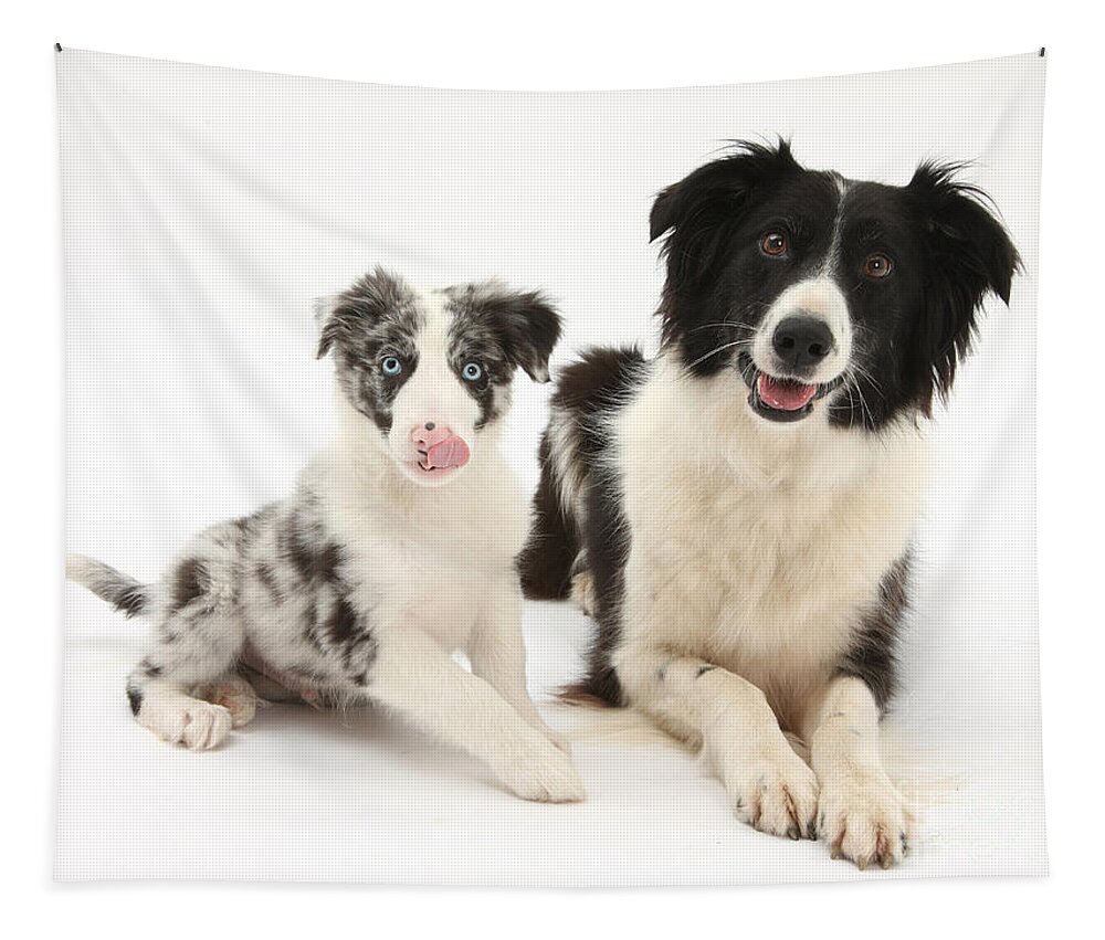 Animal Tapestry featuring the photograph Border Collies by Mark Taylor