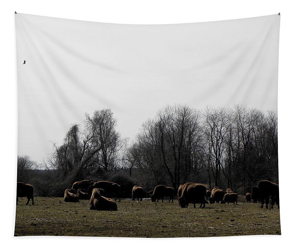Buffalo Tapestry featuring the photograph Buffalo Farm in CT USA by Kim Galluzzo