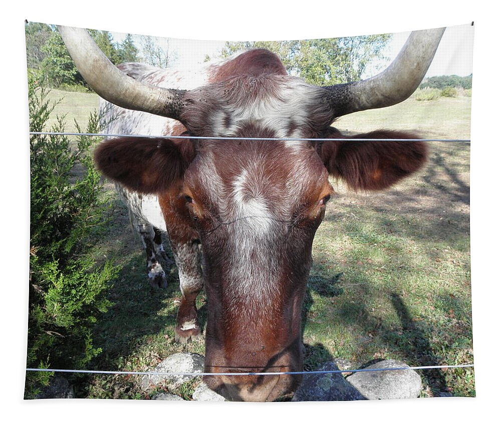 Bull Tapestry featuring the photograph Bull Face by Kim Galluzzo