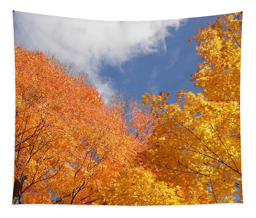 Leaves Tapestry featuring the photograph Bursts Of Fall by Kim Galluzzo