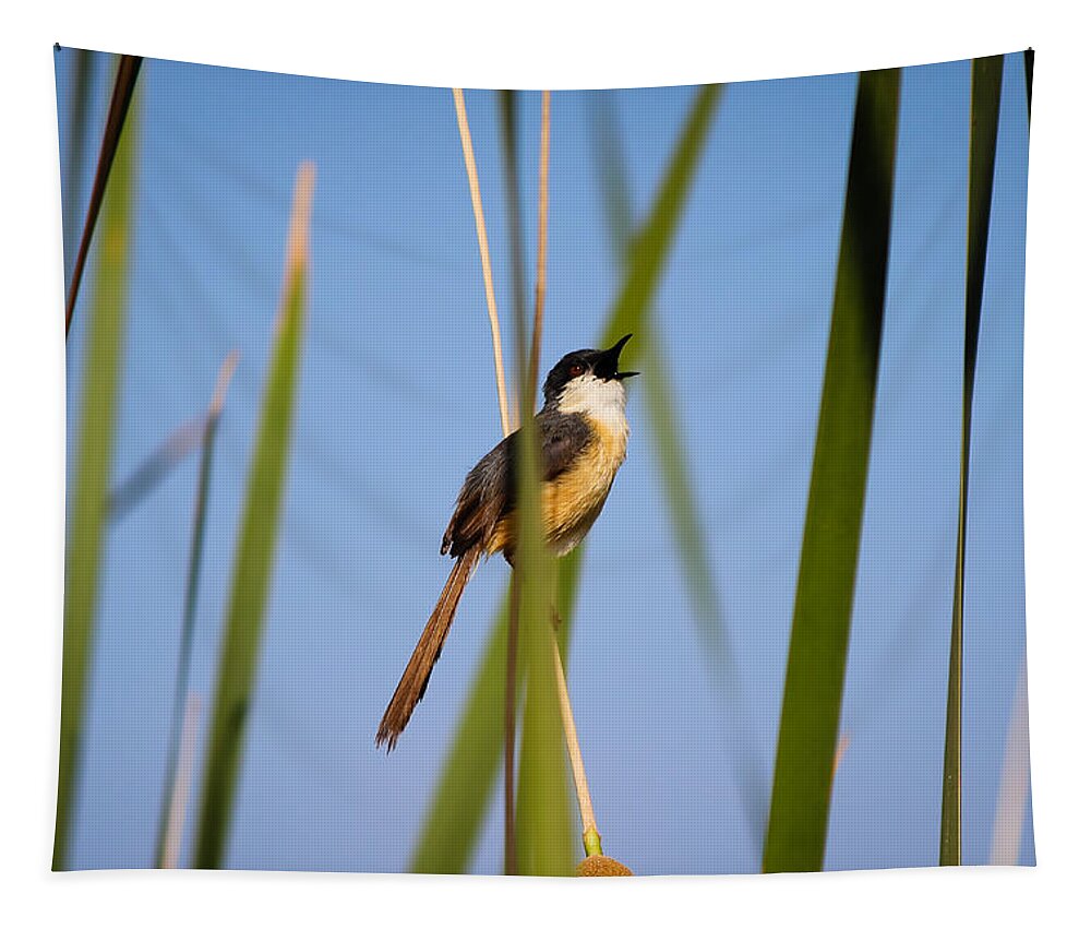 Bird Tapestry featuring the photograph Call out by SAURAVphoto Online Store