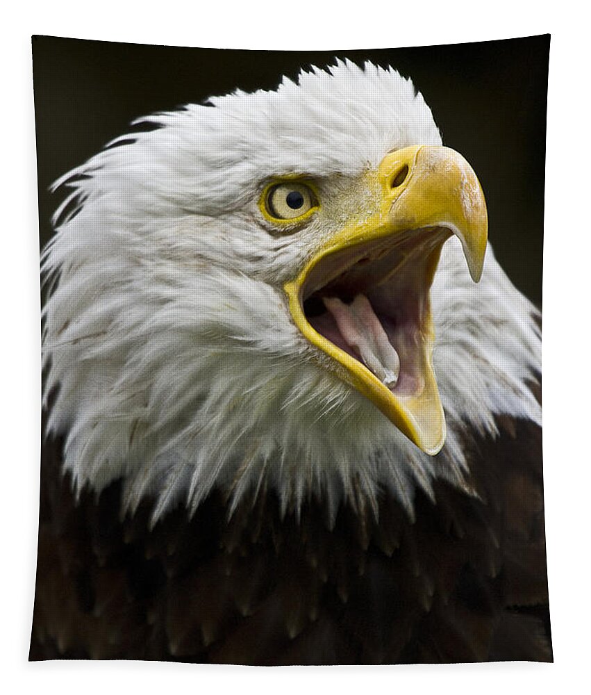 Eagle Tapestry featuring the photograph Calling Bald Eagle - 4 by Heiko Koehrer-Wagner