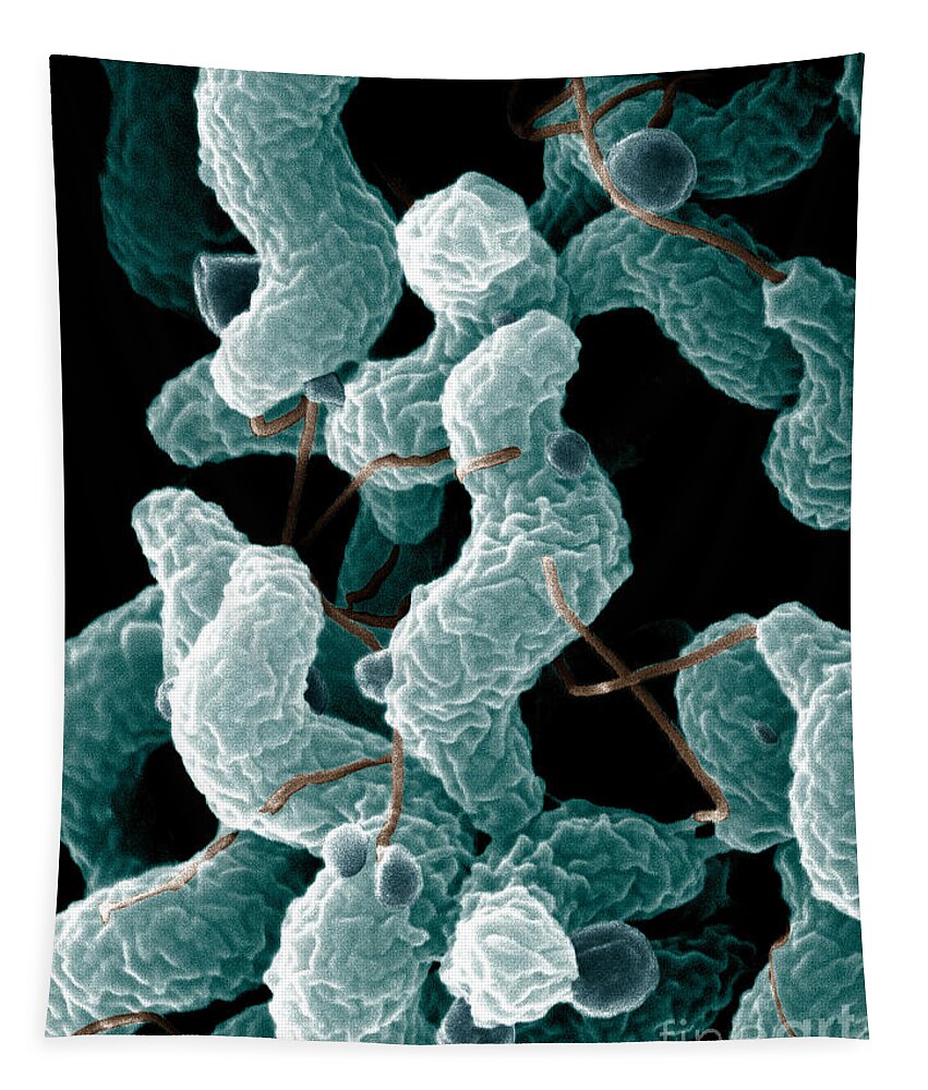 Campylobacter Bacteria Tapestry featuring the photograph Campylobacter Bacteria by Science Source