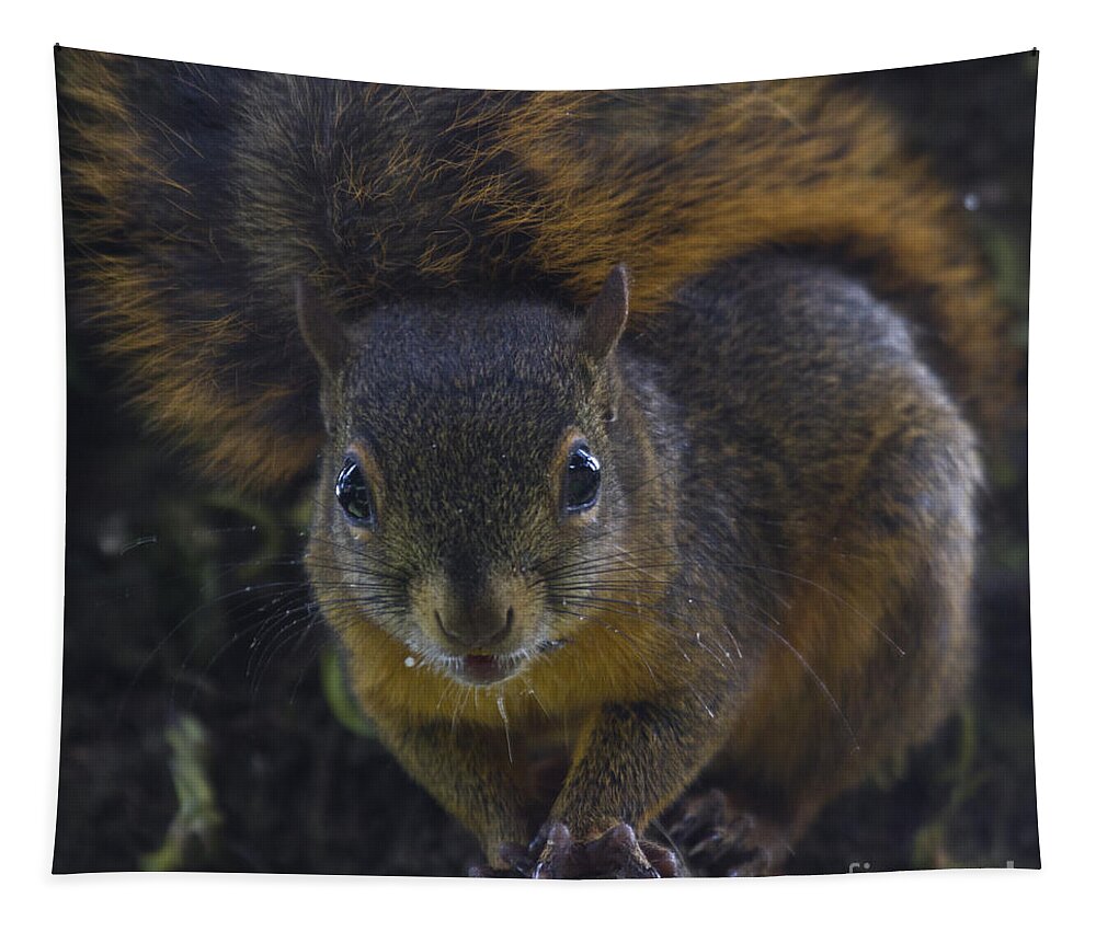 Squirrel Tapestry featuring the photograph Can I eat the Camera by Heiko Koehrer-Wagner