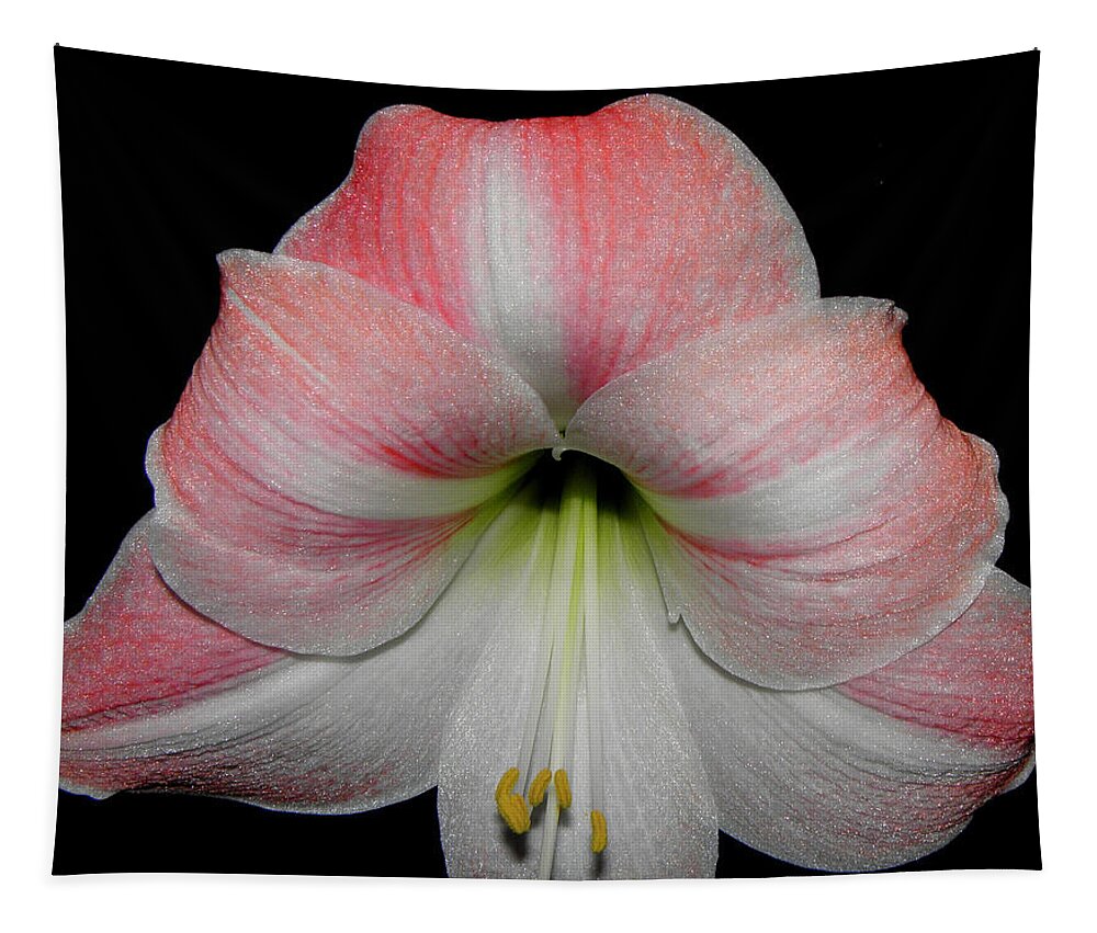 Pink Tapestry featuring the photograph Candy Cane Striped by Kim Galluzzo
