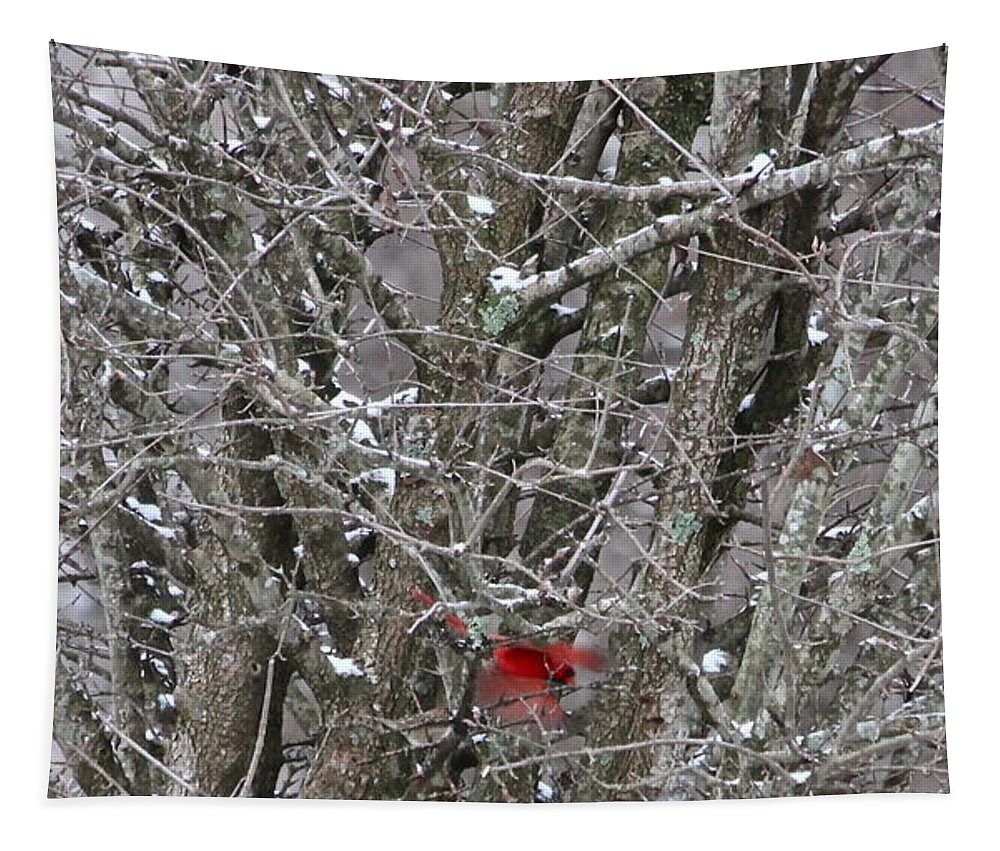 Cardinal Tapestry featuring the photograph Cardinal by Kume Bryant