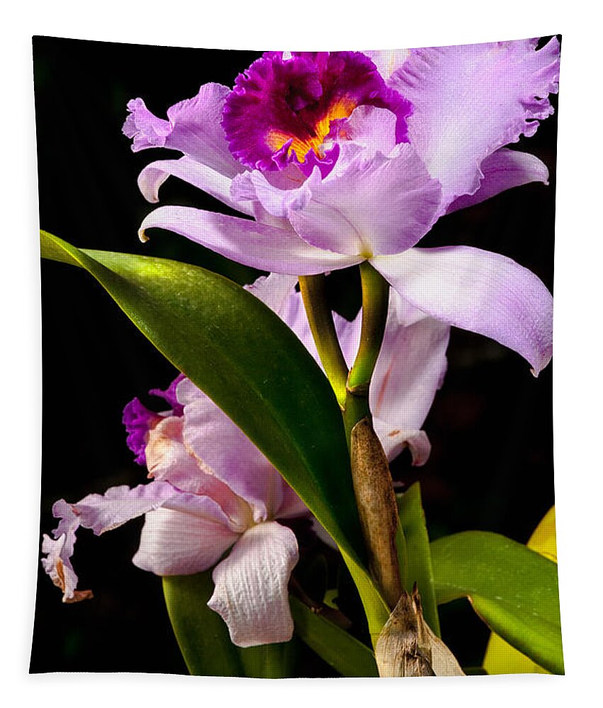 Callteya Tapestry featuring the photograph Cattleya by Christopher Holmes