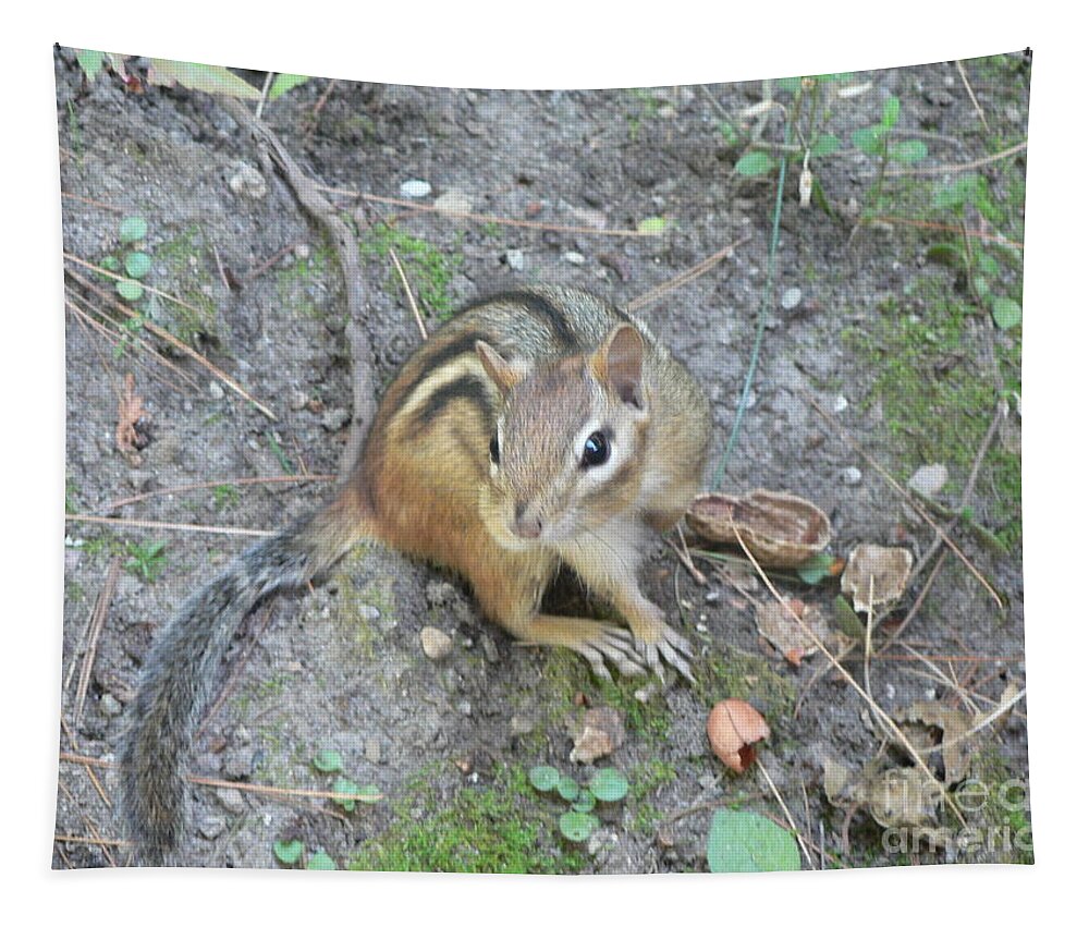 Chipmunk Tapestry featuring the photograph Chipmunk Feast by Laurel Best