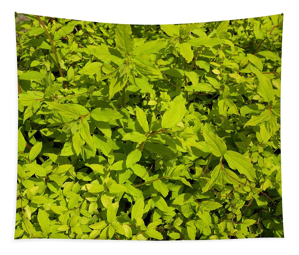 Light Green Tapestry featuring the photograph Clusters Of Leaves by Kim Galluzzo Wozniak