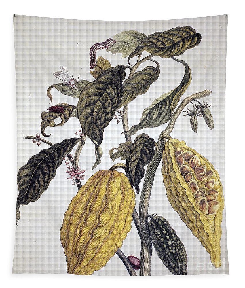 1705 Tapestry featuring the photograph Cocoa by Granger
