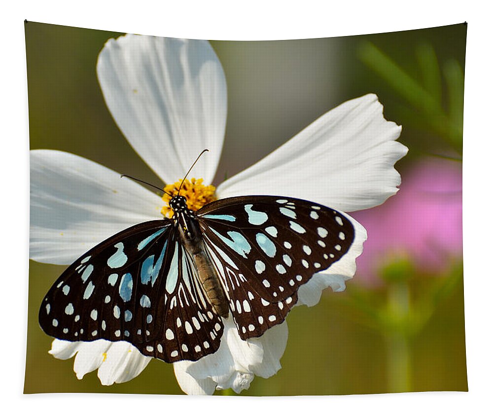 Butterfly Tapestry featuring the photograph A Study in Contrast by Fotosas Photography