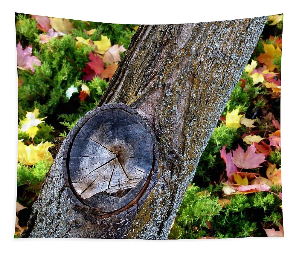Autumn Tapestry featuring the photograph Country Color 8 by Will Borden