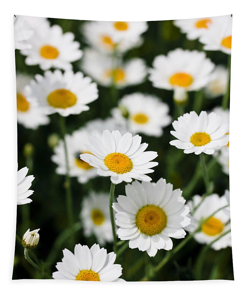 Daisy Tapestry featuring the photograph Daisies in a field by Simon Bratt