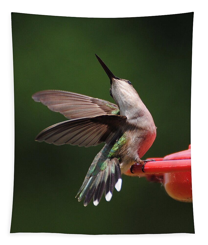 Avian Tapestry featuring the photograph Dance of the Hummingbird by Jai Johnson