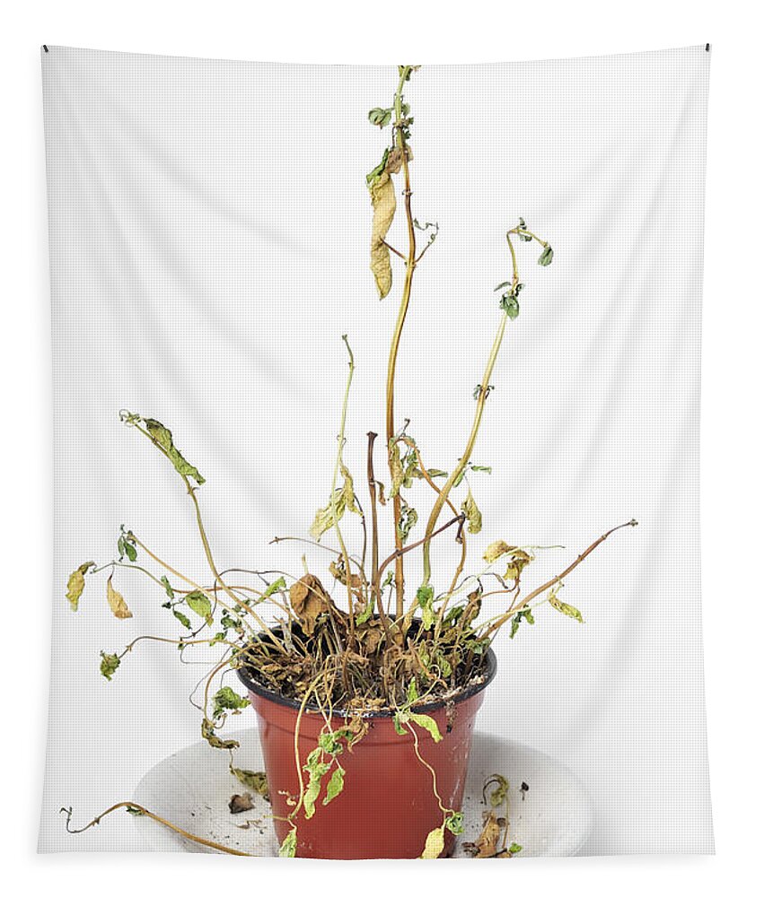Plant Tapestry featuring the photograph Dead dried-up plant by Matthias Hauser