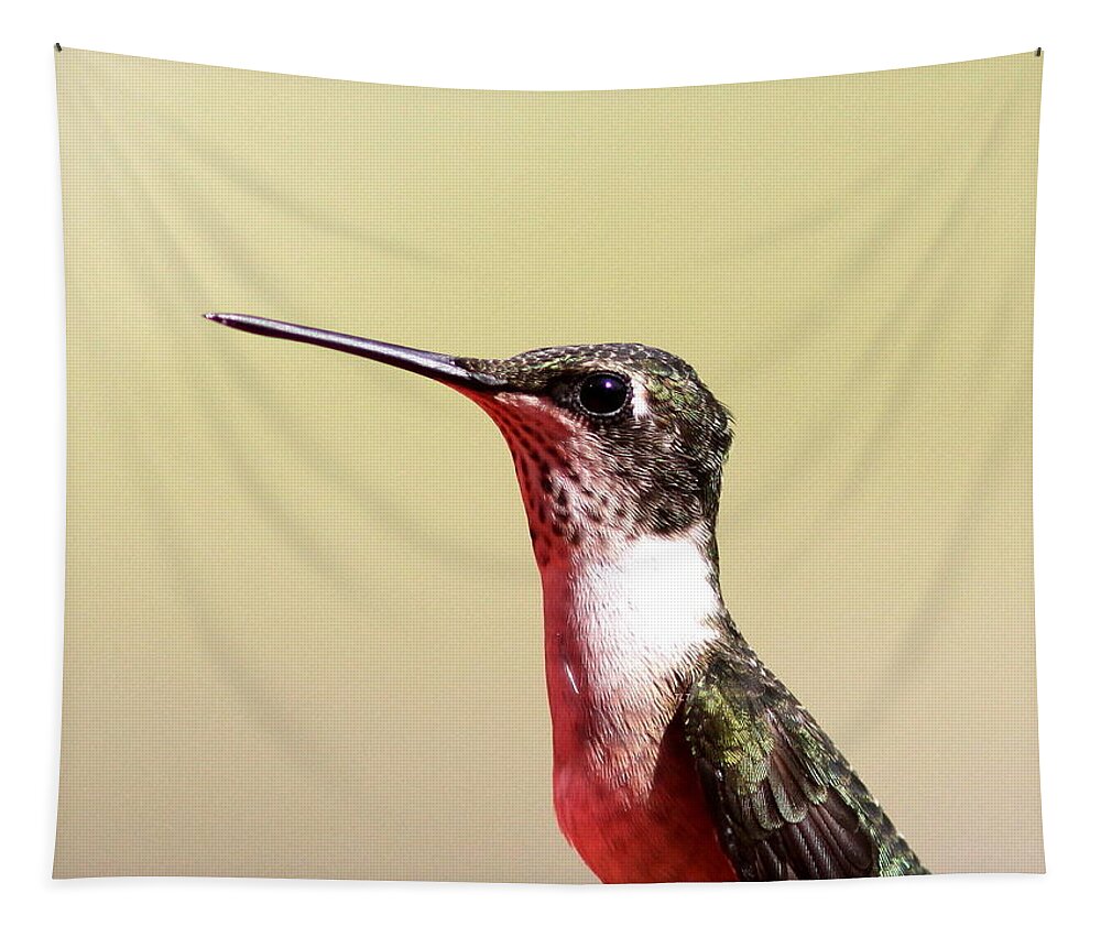 Hummingbird Tapestry featuring the photograph Detail on Display by Travis Truelove
