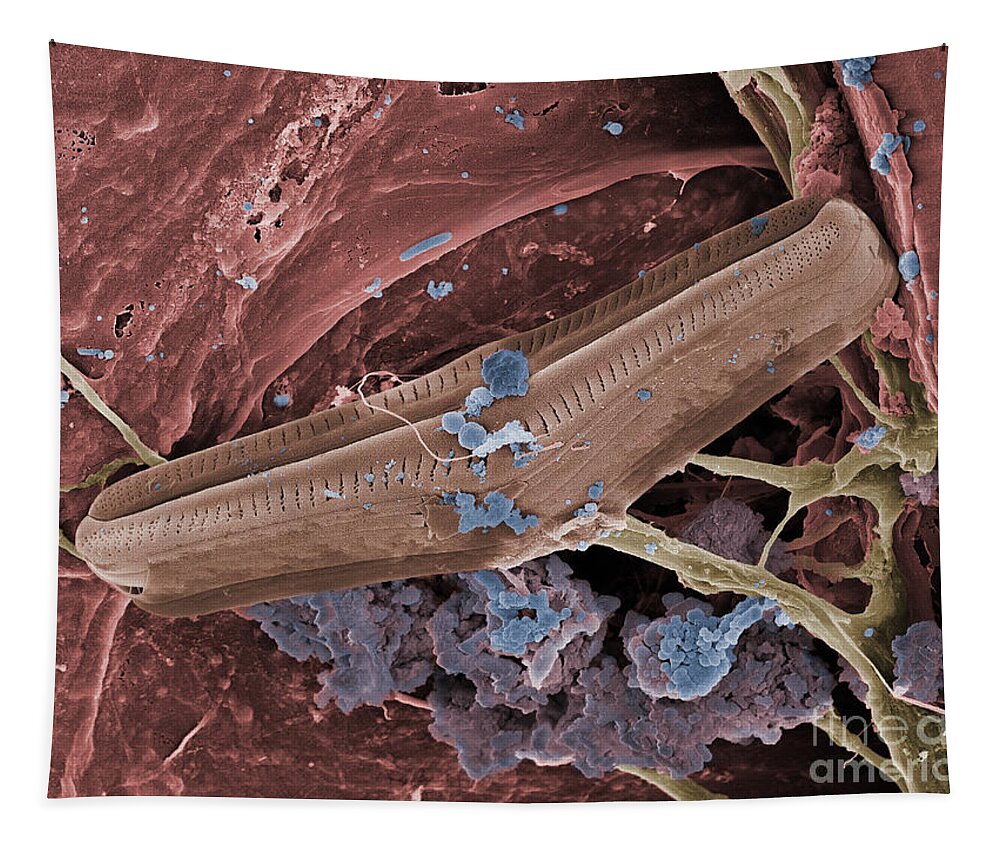 Bacteria Tapestry featuring the photograph Diatom With Thermophilic Bacteria by Ted Kinsman