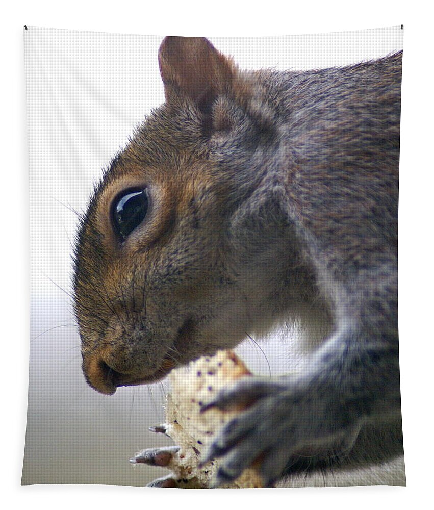 Squirrel Tapestry featuring the photograph Dinner Time by Ben Upham III