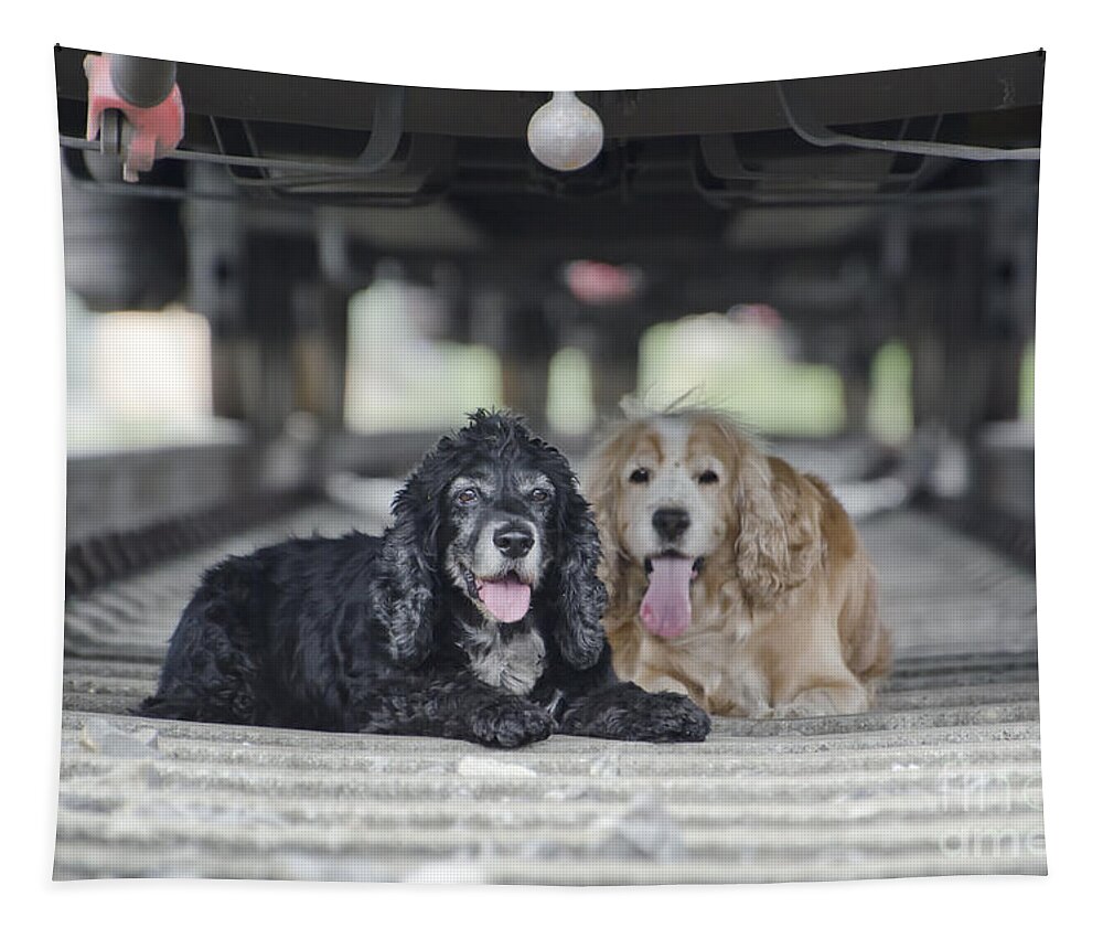 Dogs Tapestry featuring the photograph Dogs lying under a train wagon by Mats Silvan