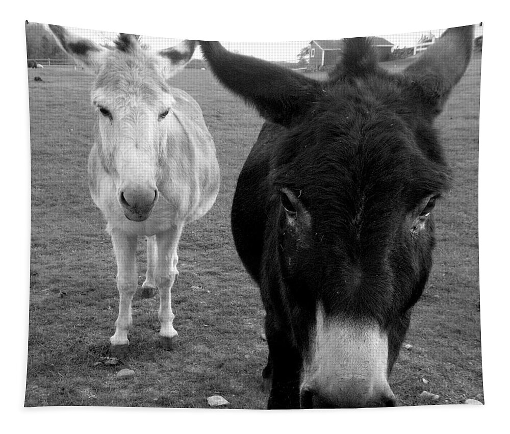 Donkeys Tapestry featuring the photograph Donks by Kim Galluzzo Wozniak