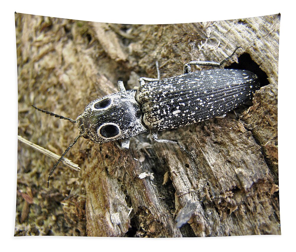 Eastern Tapestry featuring the photograph Eastern Eyed Elder Click Beetle - Alaus oculatus by Carol Senske