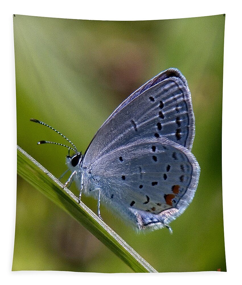 Spring Tapestry featuring the photograph Eastern Tailed-Blue Butterfly DIN045 by Gerry Gantt