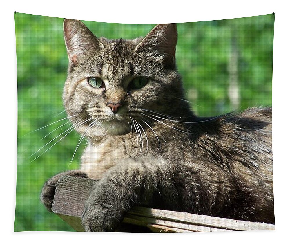 Cat Tapestry featuring the photograph Echoe 3 by Kim Galluzzo