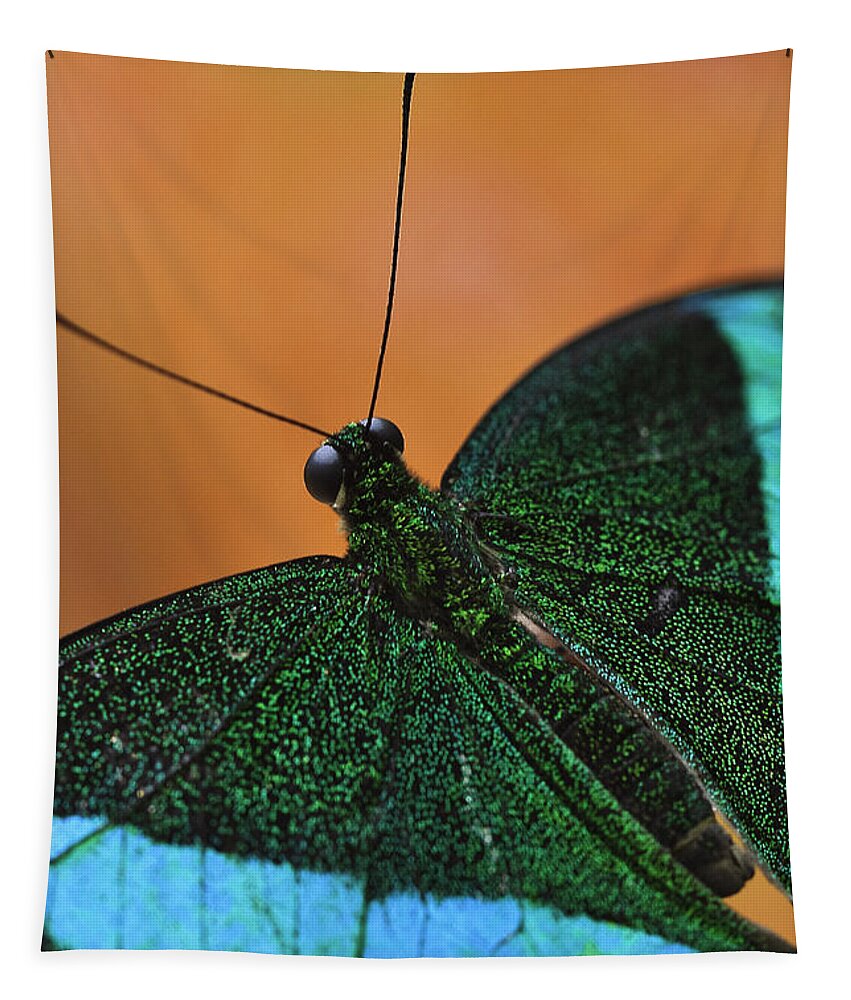 Emerald Swallowtail Tapestry featuring the photograph Emerald Swallowtail by Perla Copernik
