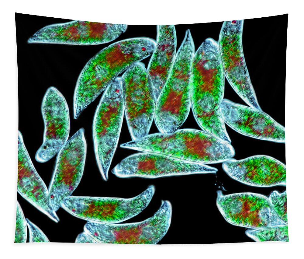 Cells Tapestry featuring the photograph Euglena Rubra Dic by M I Walker