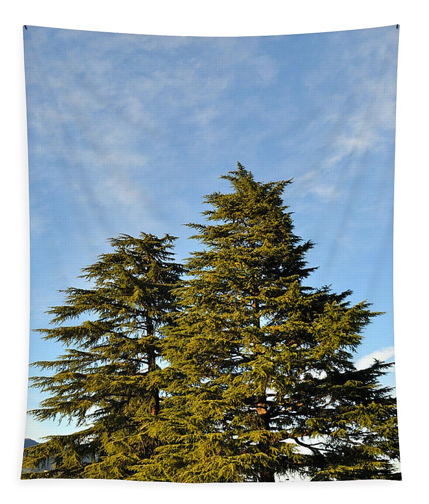 Clouds Tapestry featuring the photograph Evergreens on Lake Shasta by Gary Whitton