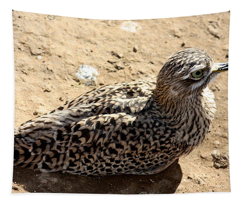 Bird Tapestry featuring the photograph Exotic bird by Kim Galluzzo Wozniak