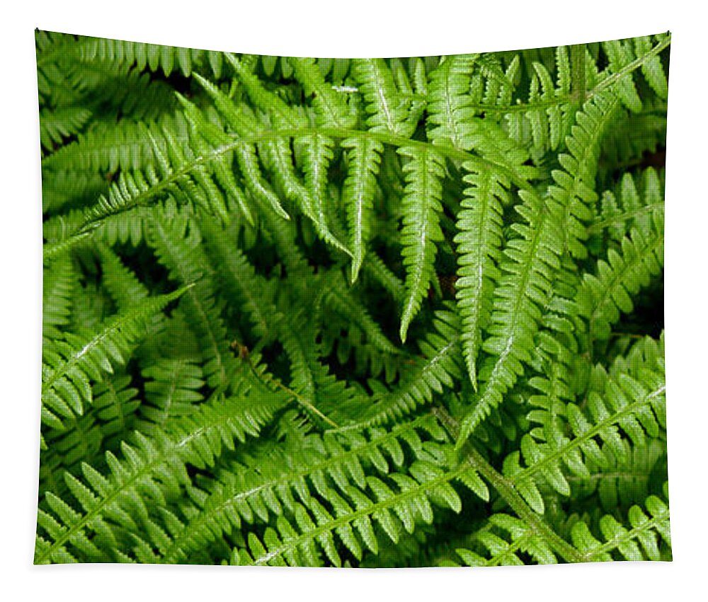 Ferns Tapestry featuring the photograph Ferns by Kim Galluzzo